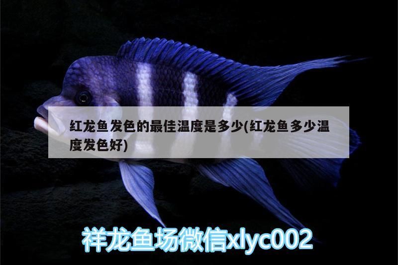紅龍魚(yú)發(fā)色的最佳溫度是多少(紅龍魚(yú)多少溫度發(fā)色好)