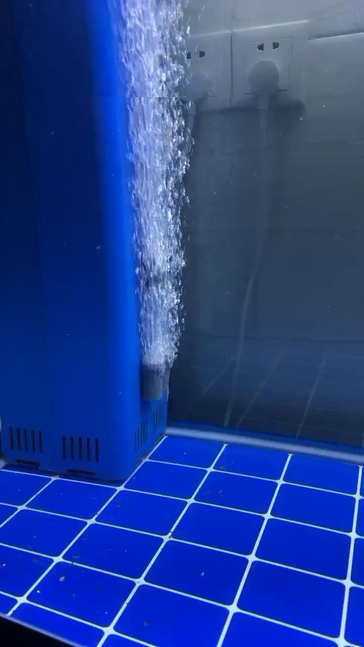 布魯布魯 布魯布魯 觀賞魚百科 第2張