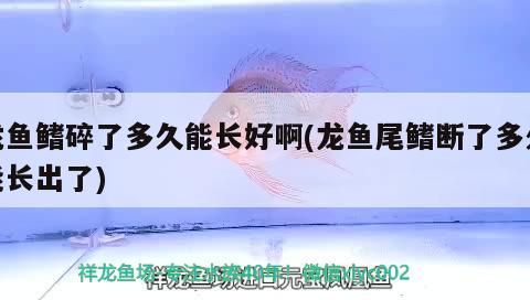 觀賞魚 龍魚鰭碎了多久能長好啊(龍魚尾鰭斷了多久能長出了) 觀賞魚百科 龍魚鰭碎了多久能長好啊(龍魚尾鰭斷了多久能長出了) 龍魚鰭碎了多久能長好啊(龍魚尾鰭斷了多久能長出了) 觀賞魚百科