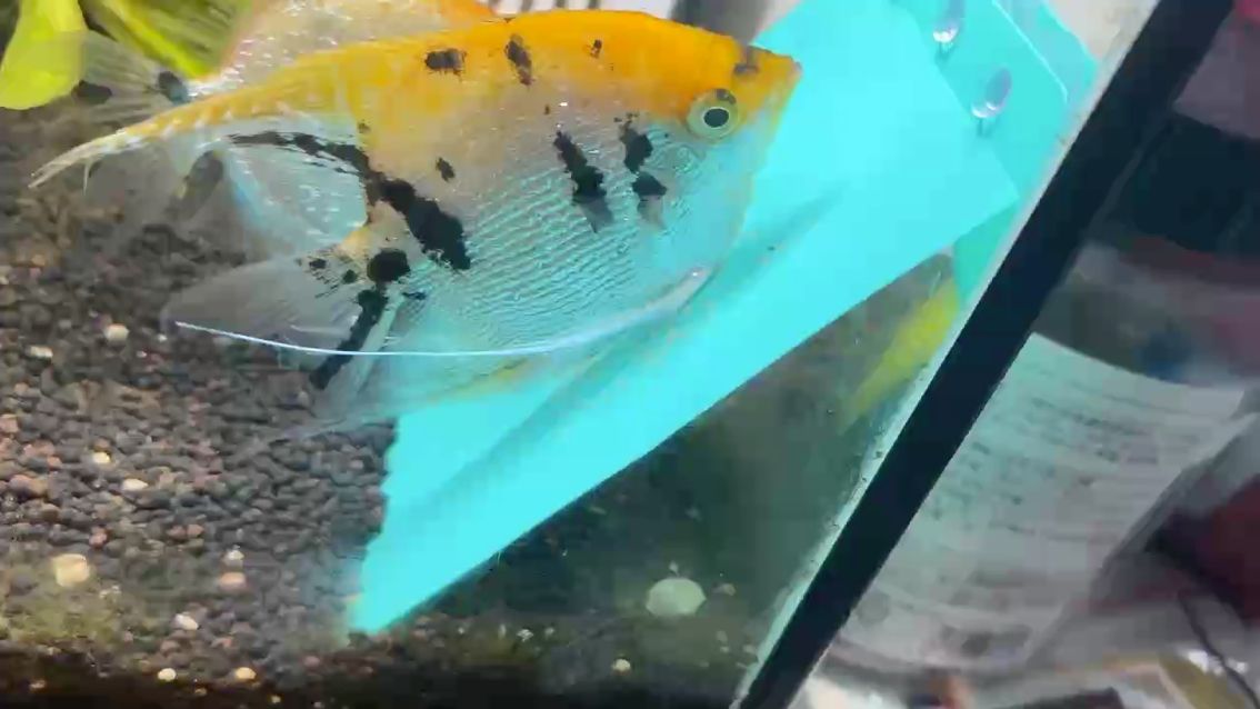 下個(gè)不停 下個(gè)不停 龍魚(yú)論壇