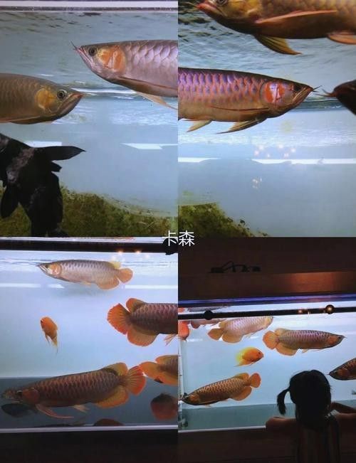 翔安紅龍魚 觀賞魚百科 第5張 翔安紅龍魚 翔安紅龍魚 觀賞魚百科 第5張