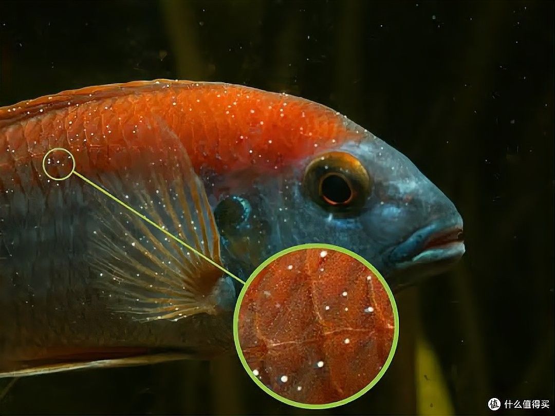 翔安紅龍魚 翔安紅龍魚 觀賞魚百科 第11張