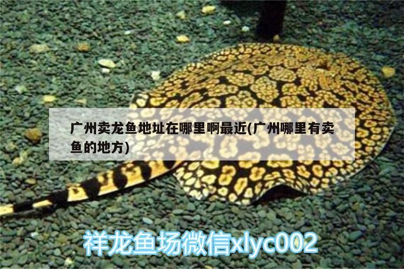 廣州賣龍魚地址在哪里啊最近(廣州哪里有賣魚的地方)