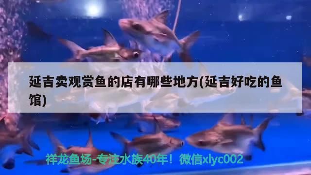 延吉賣觀賞魚(yú)的店有哪些地方(延吉好吃的魚(yú)館)