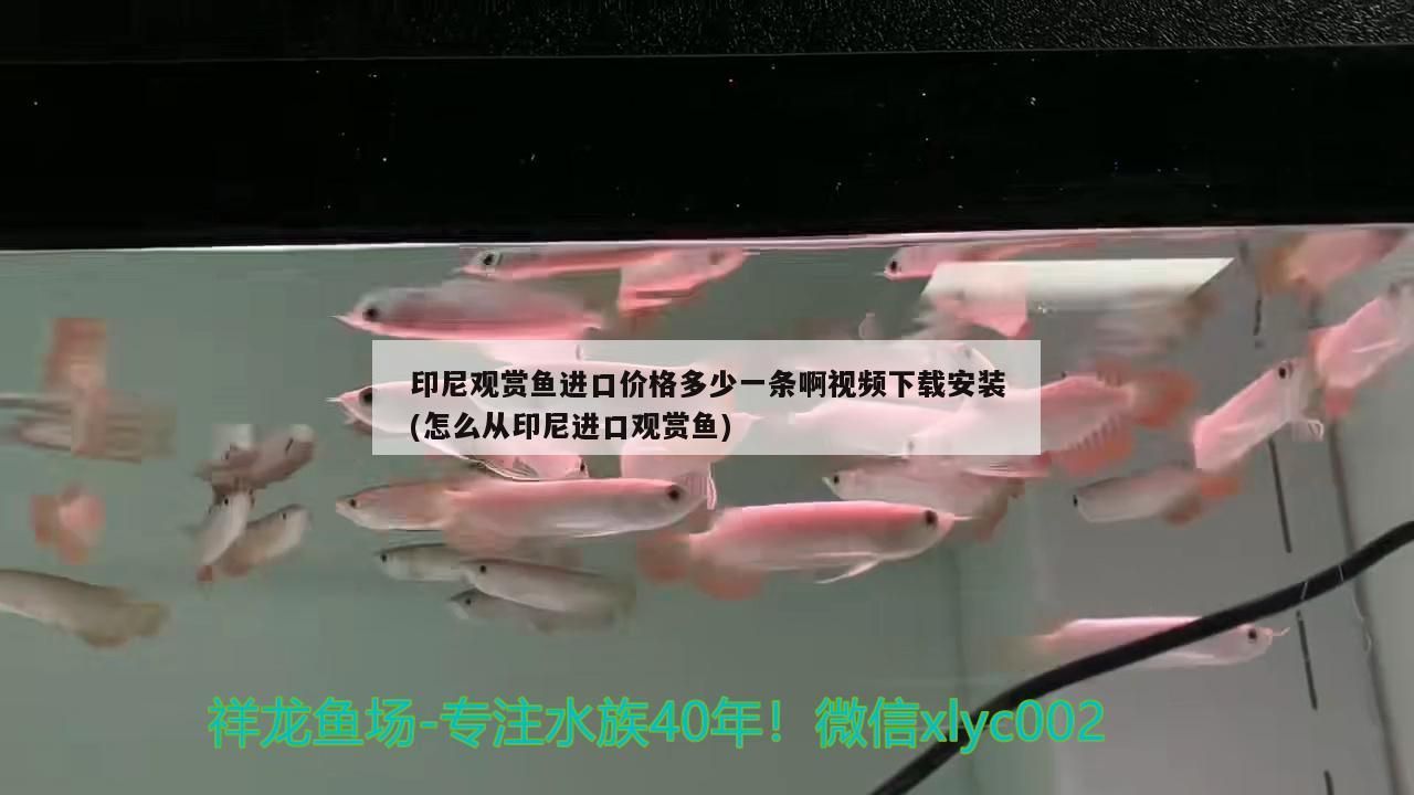 印尼觀賞魚進口價格多少一條啊視頻下載安裝(怎么從印尼進口觀賞魚) 印尼觀賞魚進口價格多少一條啊視頻下載安裝(怎么從印尼進口觀賞魚) 觀賞魚百科
