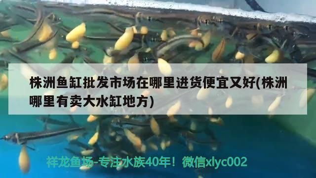 株洲魚缸批發市場在哪里進貨便宜又好(株洲哪里有賣大水缸地方) 株洲魚缸批發市場在哪里進貨便宜又好(株洲哪里有賣大水缸地方) 觀賞魚百科