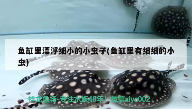 魚缸里漂浮細小的小蟲子(魚缸里有細細的小蟲) 魚缸里漂浮細小的小蟲子(魚缸里有細細的小蟲) 觀賞魚百科