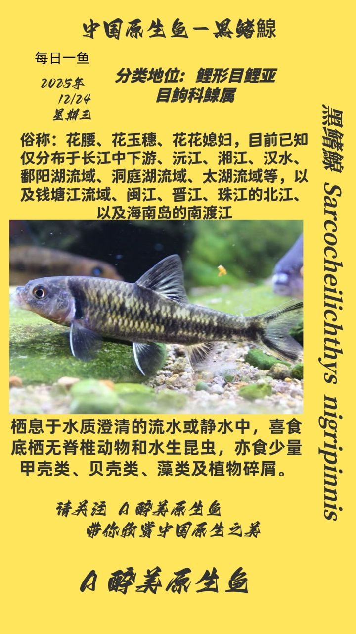 黑鰭鰁