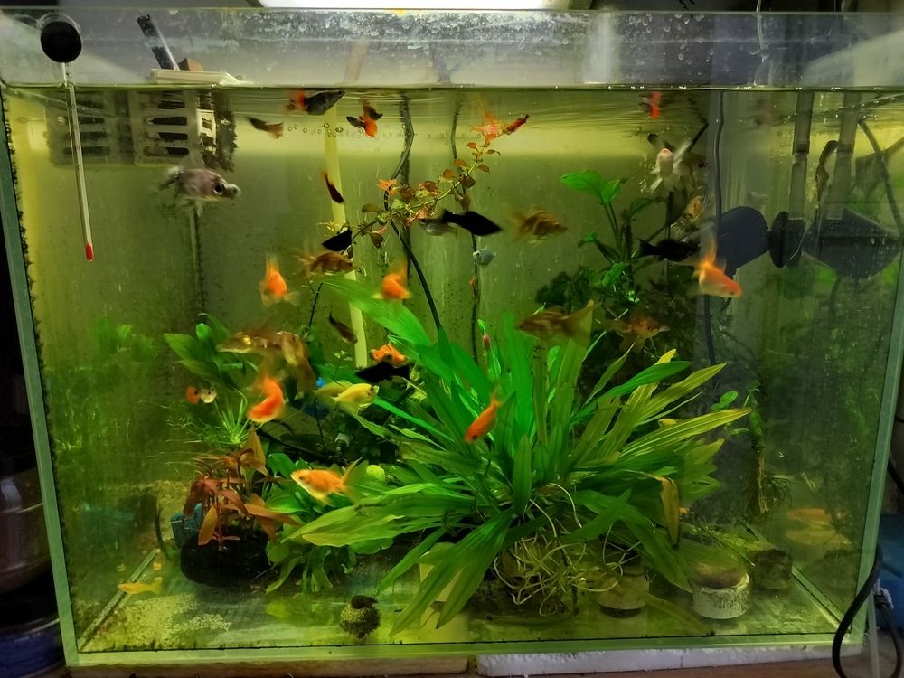 認真養魚 認真養魚 龍魚論壇 第1張