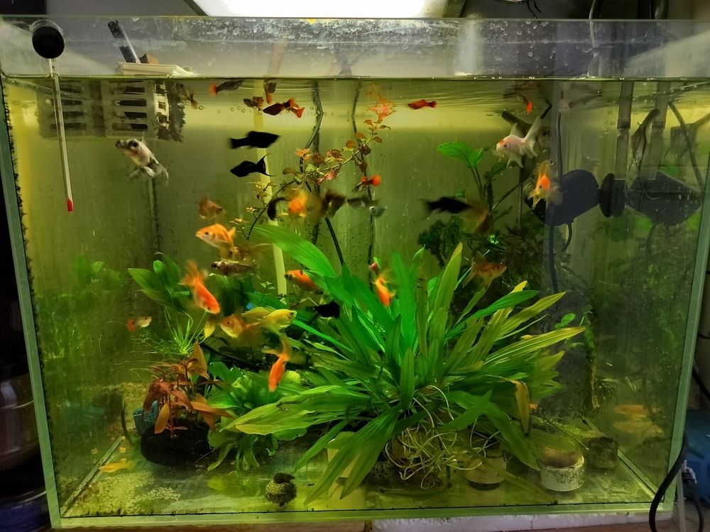 認真養魚 認真養魚 龍魚論壇 第2張