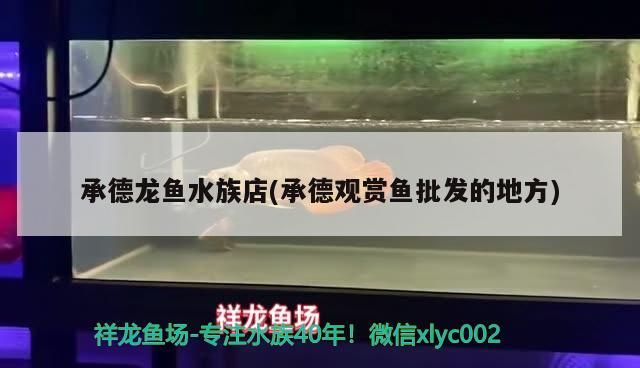 承德龍魚水族店(承德觀賞魚批發(fā)的地方)