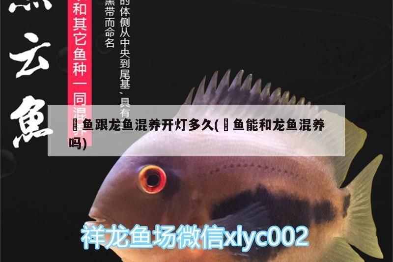 魟魚跟龍魚混養開燈多久(魟魚能和龍魚混養嗎)