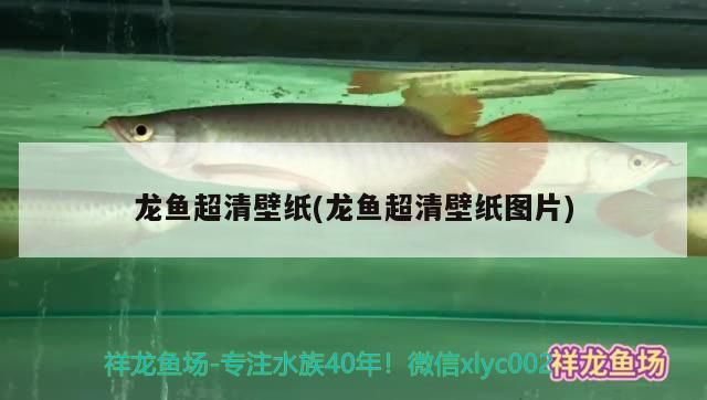 龍魚超清壁紙(龍魚超清壁紙圖片) 龍魚超清壁紙(龍魚超清壁紙圖片) 觀賞魚百科