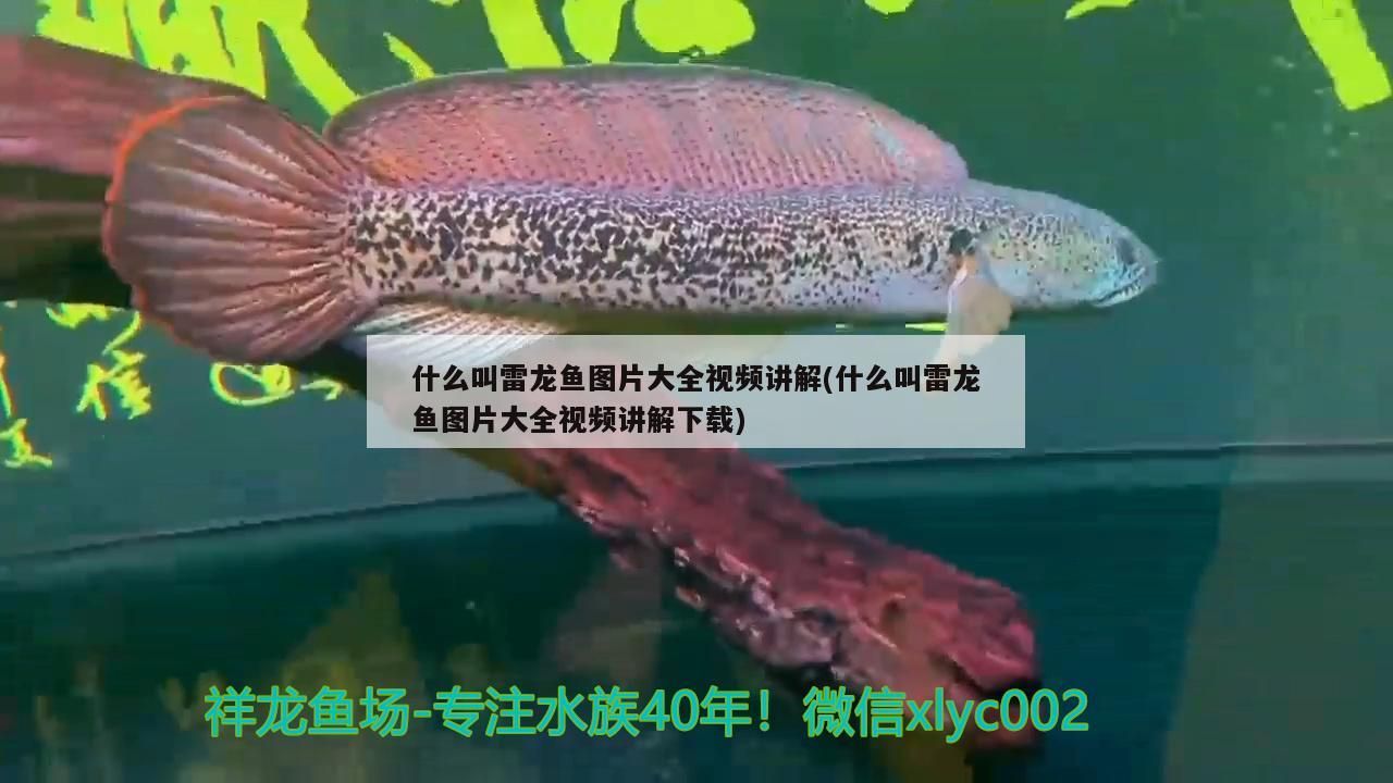 魚缸 什么叫雷龍魚圖片大全視頻講解(什么叫雷龍魚圖片大全視頻講解下載) 觀賞魚百科 什么叫雷龍魚圖片大全視頻講解(什么叫雷龍魚圖片大全視頻講解下載) 什么叫雷龍魚圖片大全視頻講解(什么叫雷龍魚圖片大全視頻講解下載) 觀賞魚百科