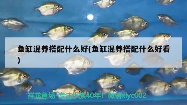 東莞海水觀賞魚批發市場 東莞海水觀賞魚批發市場電話