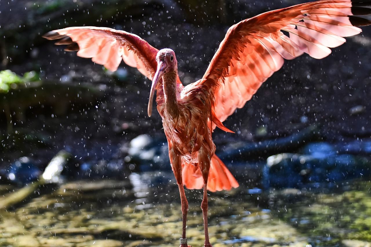 養(yǎng)魚是先養(yǎng)水，還是先養(yǎng)水？