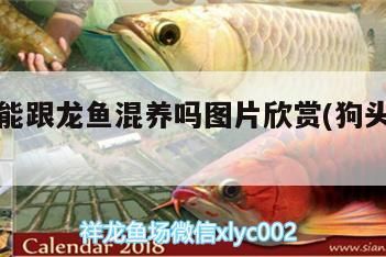 狗頭魚能跟龍魚混養嗎圖片欣賞(狗頭和龍魚混養)