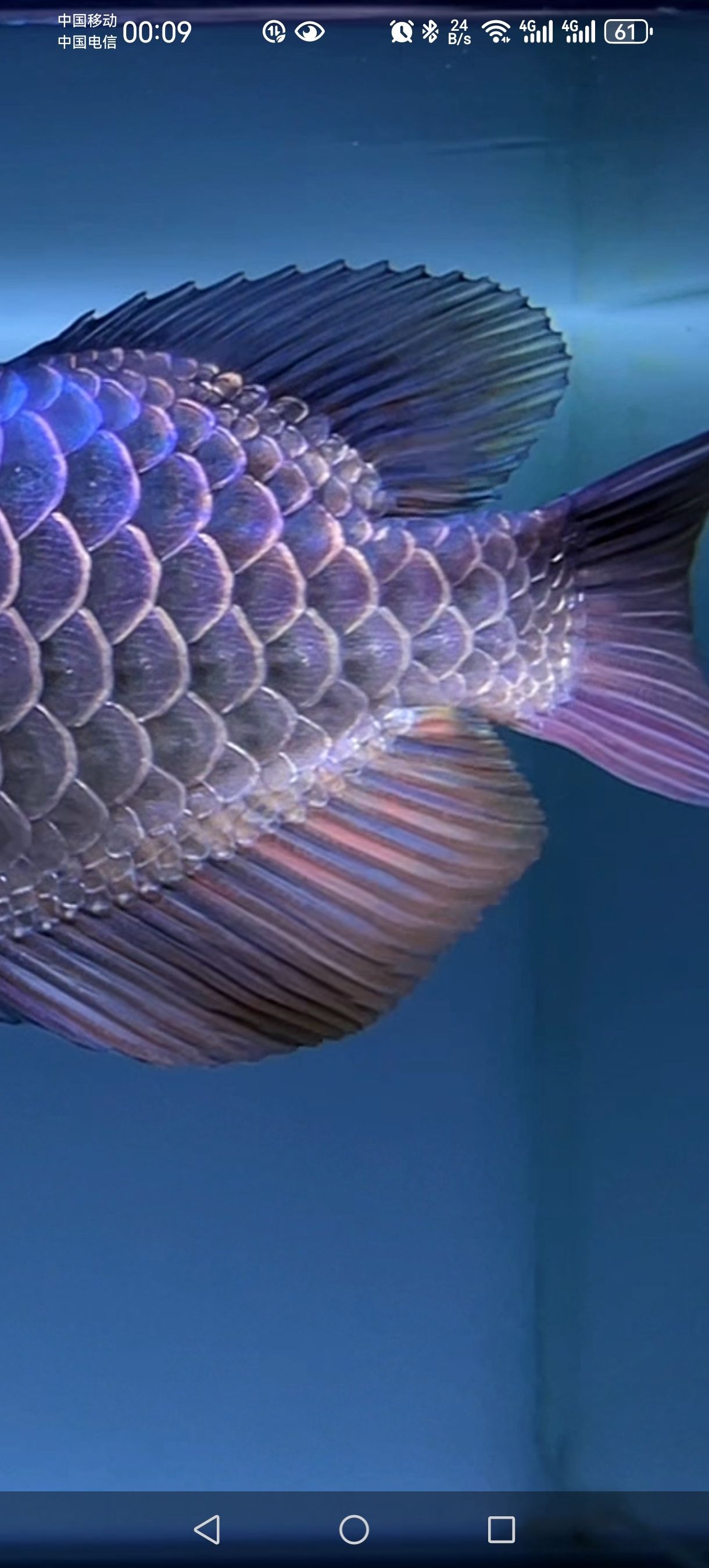 這條魚的珠鱗是兩排還是三排的，大神給科普 這條魚的珠鱗是兩排還是三排的，大神給科普 龍魚論壇