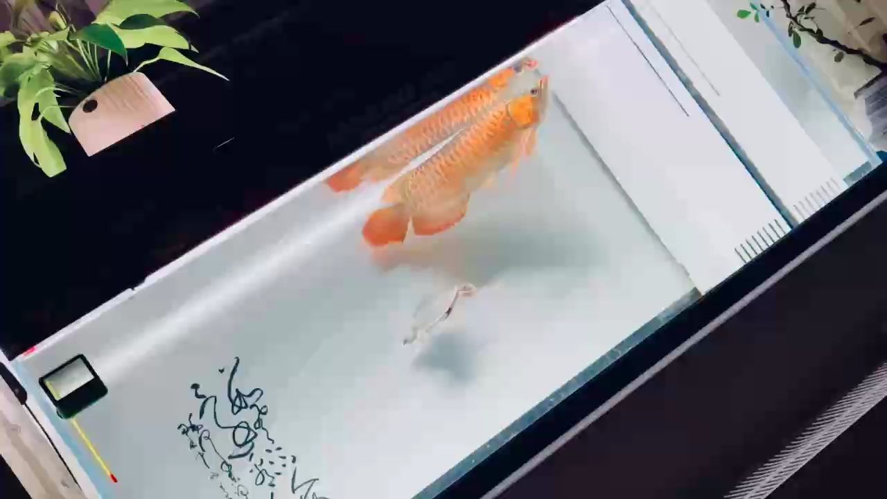 陰雨最慵懶 陰雨最慵懶 龍魚論壇