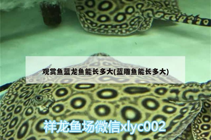 觀賞魚藍龍魚能長多大(藍雕魚能長多大) 觀賞魚藍龍魚能長多大(藍雕魚能長多大) 觀賞魚百科 第2張