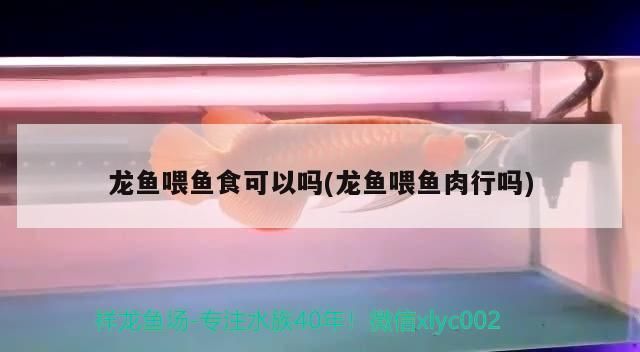 龍魚喂魚食可以嗎(龍魚喂魚肉行嗎) 龍魚喂魚食可以嗎(龍魚喂魚肉行嗎) 觀賞魚百科