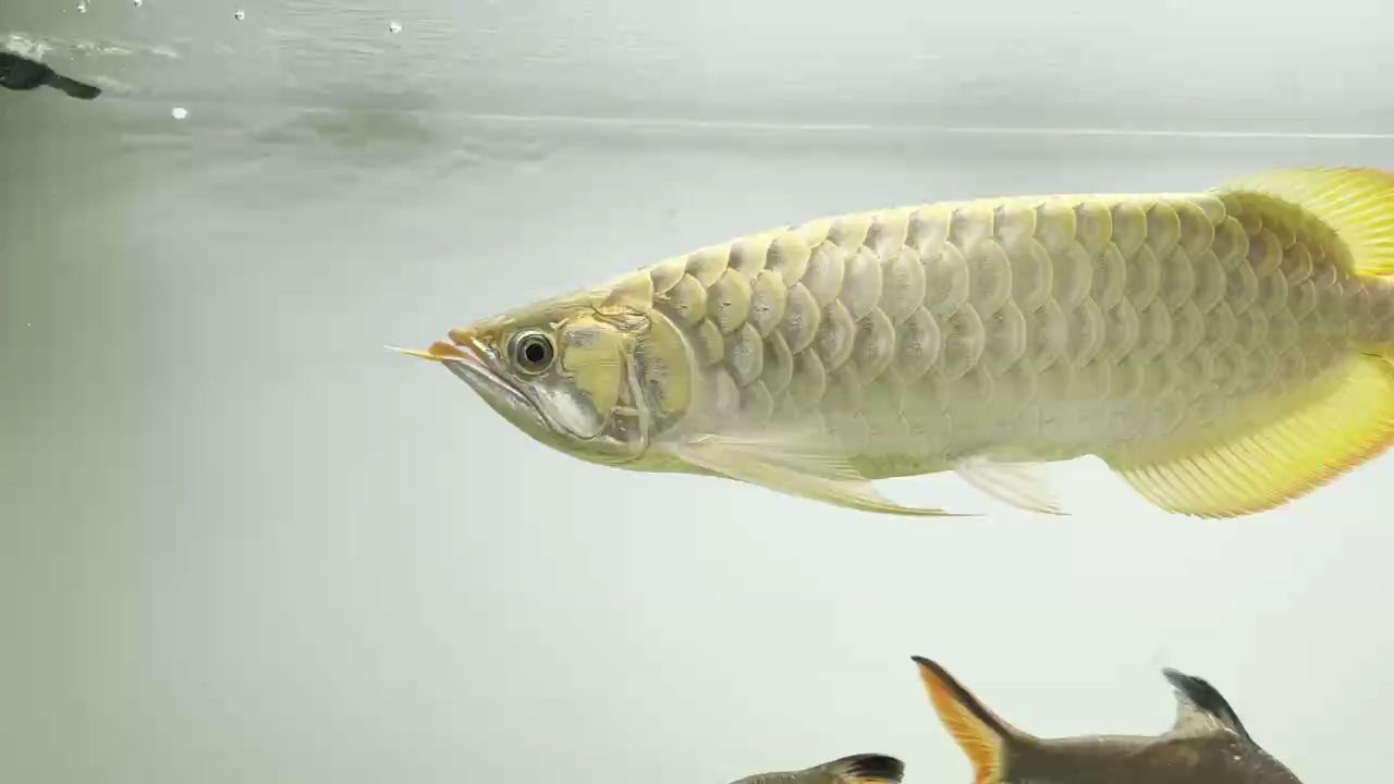 紅龍魚用黃燈烤有用嗎 馬上18個月了,也養兜了。 龍魚論壇 馬上18個月了,也養兜了。 馬上18個月了,也養兜了。 龍魚論壇