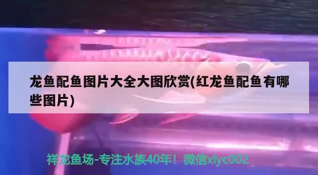 龍魚配魚圖片大全大圖欣賞(紅龍魚配魚有哪些圖片) 龍魚配魚圖片大全大圖欣賞(紅龍魚配魚有哪些圖片) 觀賞魚百科