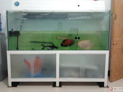 什么是龍魚(yú)側(cè)游狀態(tài)（什么是龍魚(yú)側(cè)游狀態(tài)圖片）