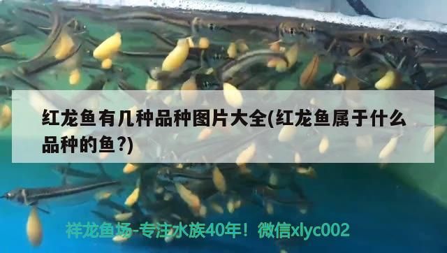 紅龍魚有幾種品種圖片大全(紅龍魚屬于什么品種的魚?) 紅龍魚有幾種品種圖片大全(紅龍魚屬于什么品種的魚?) 觀賞魚百科