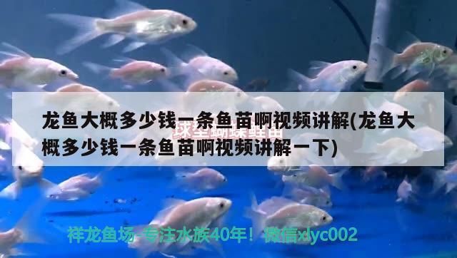 龍魚大概多少錢一條魚苗啊視頻講解(龍魚大概多少錢一條魚苗啊視頻講解一下) 龍魚大概多少錢一條魚苗啊視頻講解(龍魚大概多少錢一條魚苗啊視頻講解一下) 觀賞魚百科