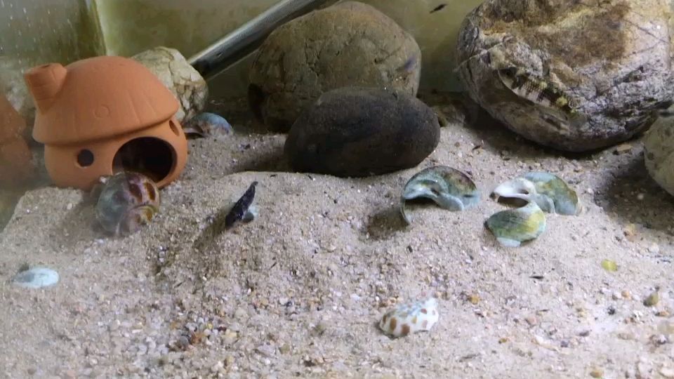 恐龍魚可以和什么混養呢 恐龍魚可以和什么混養呢 恐龍魚可以和什么混養呢 恐龍魚可以和什么混養呢 觀賞魚百科 第1張