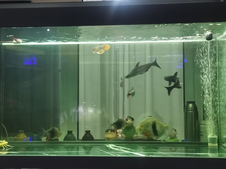 龍寶來啦！ 龍寶來啦！ 龍魚論壇 第3張