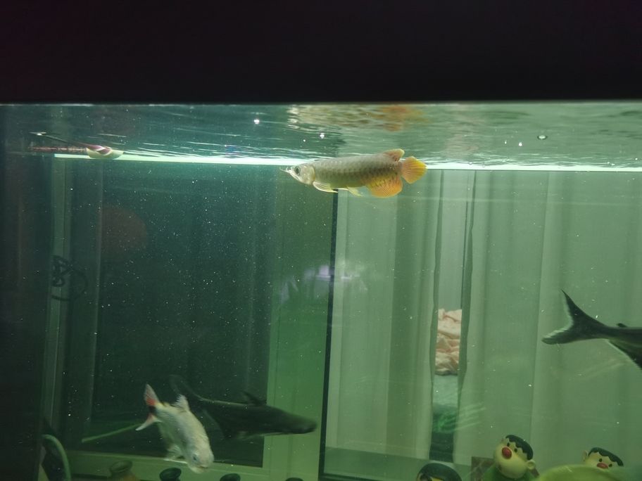 龍寶來啦！ 龍寶來啦！ 龍魚論壇 第5張