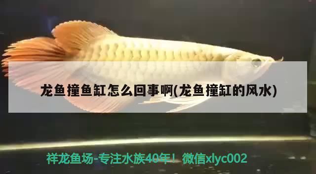紅龍魚 龍魚撞魚缸怎么回事啊(龍魚撞缸的風水) 觀賞魚百科 龍魚撞魚缸怎么回事啊(龍魚撞缸的風水) 龍魚撞魚缸怎么回事啊(龍魚撞缸的風水) 觀賞魚百科