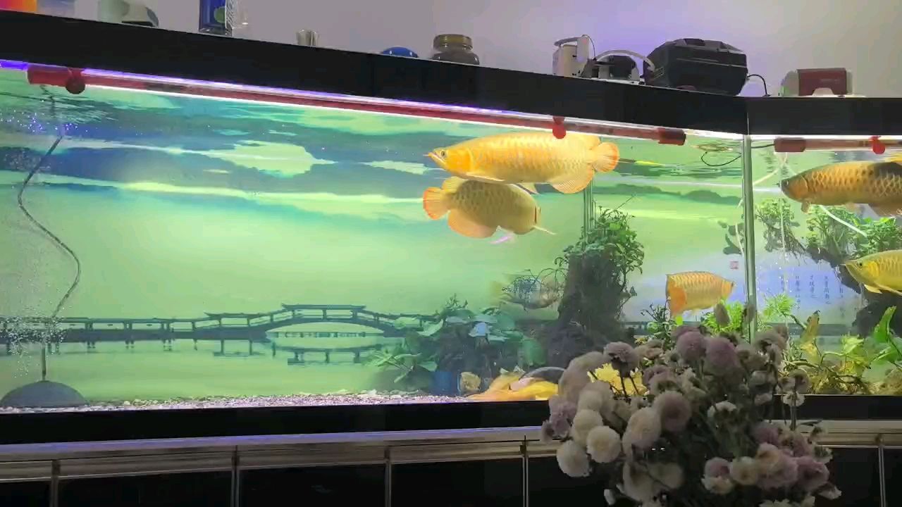 什么魚能和龍魚、虎魚混養(龍魚能和虎魚混養嗎) 經專家鑒定,左側一對是青梅竹馬龍,有配對的可能。 龍魚論壇 經專家鑒定,左側一對是青梅竹馬龍,有配對的可能。 經專家鑒定,左側一對是青梅竹馬龍,有配對的可能。 龍魚論壇
