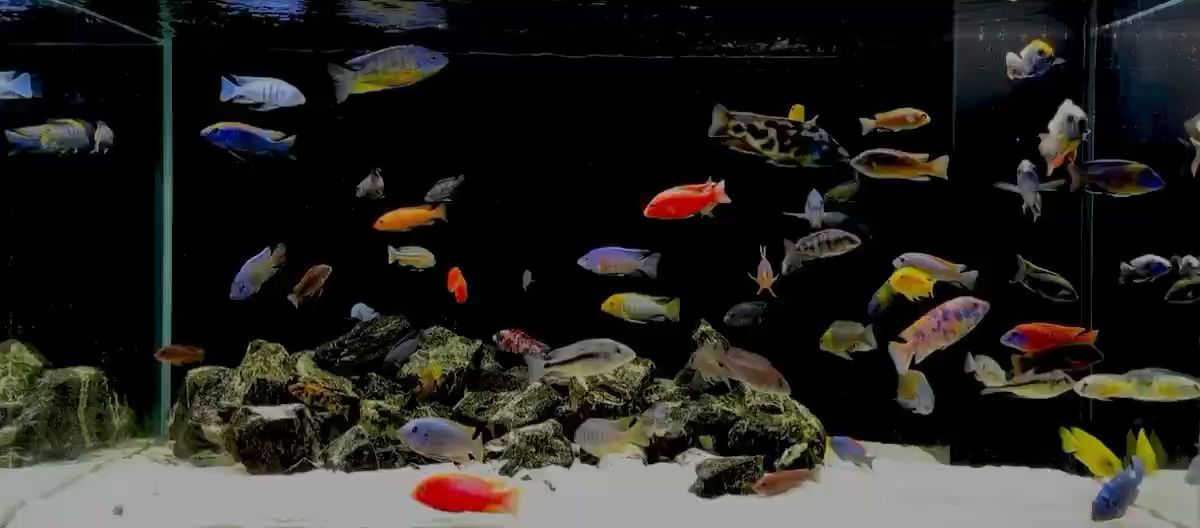 月鱧雷龍魚好養嗎?（月鱧魚和雷龍魚區別）