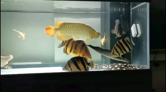 龍虎魟大家欣賞
