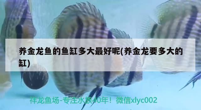 養(yǎng)金龍魚的魚缸多大最好呢(養(yǎng)金龍要多大的缸) 養(yǎng)金龍魚的魚缸多大最好呢(養(yǎng)金龍要多大的缸) 觀賞魚百科