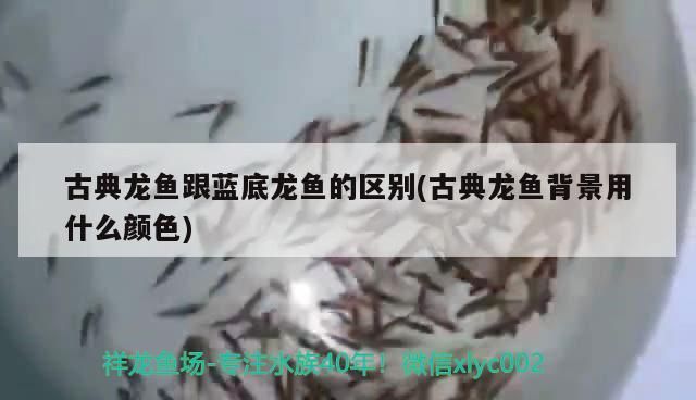 古典龍魚跟藍底龍魚的區別(古典龍魚背景用什么顏色) 古典龍魚跟藍底龍魚的區別(古典龍魚背景用什么顏色) 觀賞魚百科