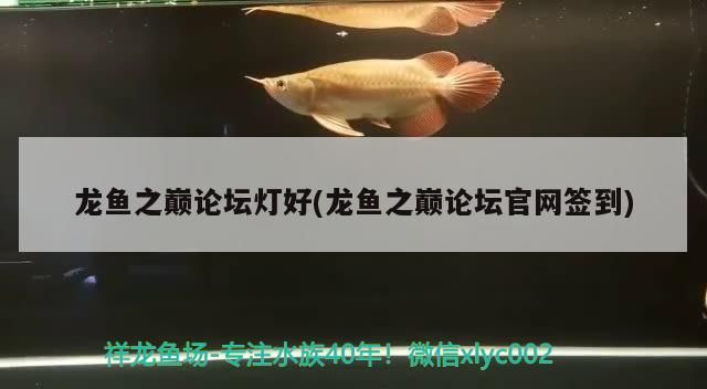 龍魚之巔論壇燈好(龍魚之巔論壇官網簽到) 龍魚之巔論壇燈好(龍魚之巔論壇官網簽到) 觀賞魚百科