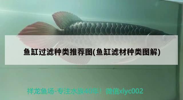 錦鯉魚(yú)品種介紹，銀色魚(yú)寓意什么