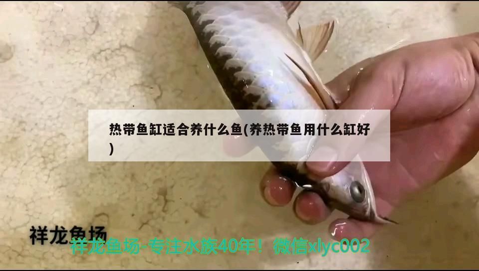 錦鯉魚(yú)品種介紹，銀色魚(yú)寓意什么