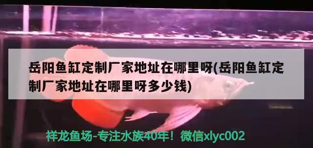 岳陽魚缸定制廠家地址在哪里呀(岳陽魚缸定制廠家地址在哪里呀多少錢) 岳陽魚缸定制廠家地址在哪里呀(岳陽魚缸定制廠家地址在哪里呀多少錢) 觀賞魚百科