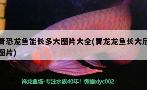青恐龍魚能長多大圖片大全(青龍龍魚長大后圖片)