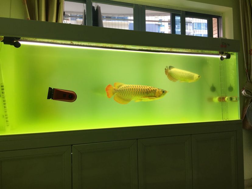 綠水龍魚