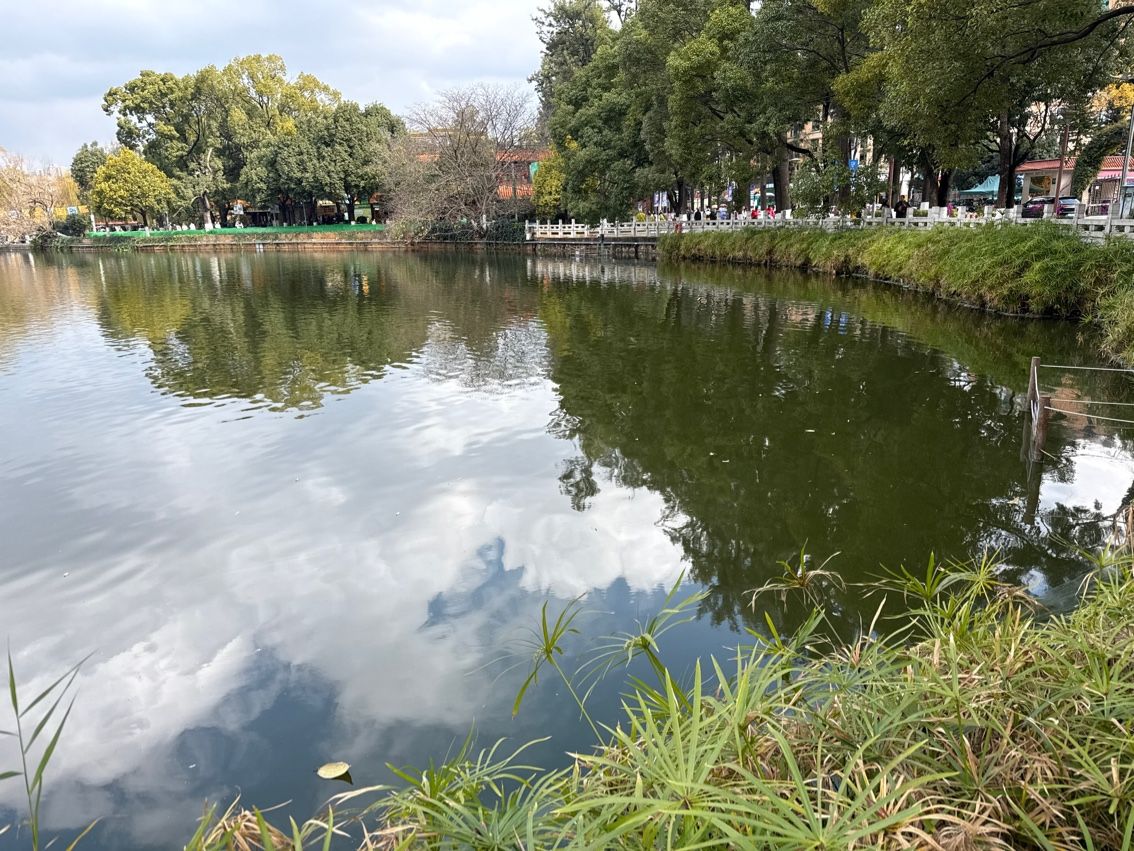 今天的翠湖 今天的翠湖 龍魚論壇