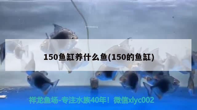 我的虎魚真菌感染了要怎么處理 150魚缸養什么魚(150的魚缸) 觀賞魚百科 150魚缸養什么魚(150的魚缸) 150魚缸養什么魚(150的魚缸) 觀賞魚百科