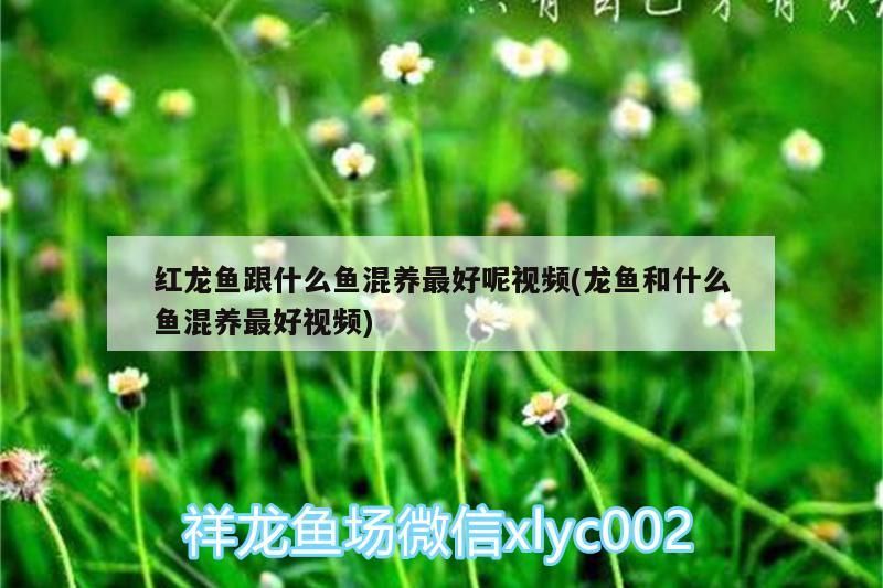 芳村花鳥市場搬遷了沒芳村(芳村花鳥魚蟲市場搬遷了嗎)