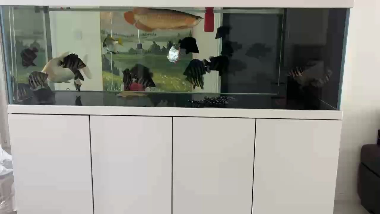 天天換水 天天換水 龍魚論壇