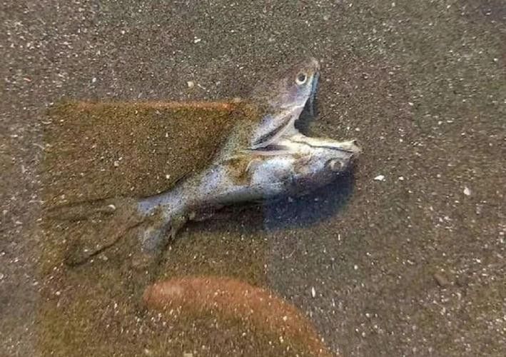 雙頭魚圖片